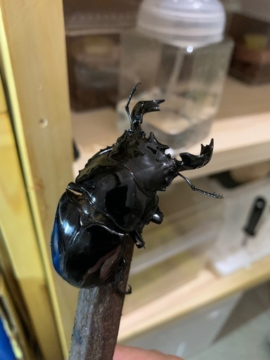 タランドゥスオオツヤクワガタ[♂単品］