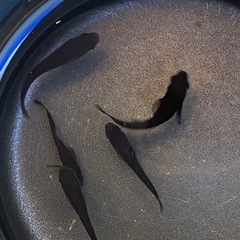 お取り引き完了しました！黒天幻龍、サファイアセット！