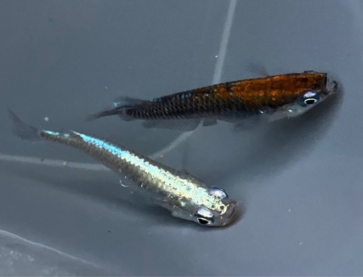 ﾚｯﾄﾞｸﾘﾌﾀﾞｰｸﾀｲﾌﾟﾒﾀﾞｶ稚魚15匹