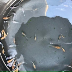 メダカ　三色　15匹　ラスト1名様
