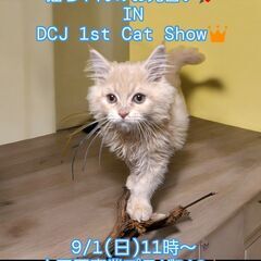 9/1（日）譲渡会。生後3ヵ月セルカークレックス♂(⋈◍＞◡＜◍...