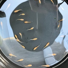 メダカ　紅白の赤勝　個体　ラスト1名様
の画像