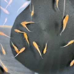 メダカ　紅白の赤勝　個体　ラスト1名様
の画像