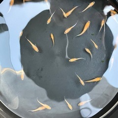 メダカ　紅白の赤勝　個体　ラスト1名様
