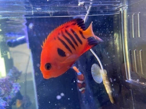 フレームエンゼル（海水魚）