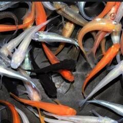 掬い用めだか(メダカ)　一匹50円(50匹〜)の画像