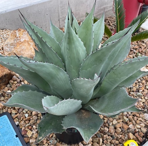 アガベ  オバティフォリア  ロックガーデン