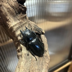 大型血統 パラワンオオヒラタ ♀3 即ブリ パラワンオオヒラタクワガタ
