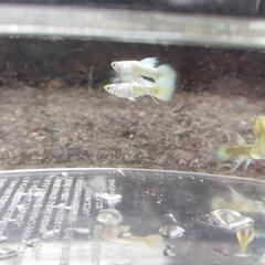グッピー   フルゴールド    若魚  トリオ