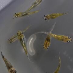25匹ラメメダカ
