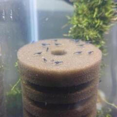 青い淡水エビ　ブルーベルベットシュリンプ20匹の画像