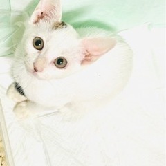 子猫を保護しました。里親を募集します。