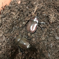 カブトムシ オス1匹、メス1匹