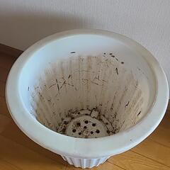【お取引決定】プラ鉢の画像