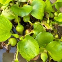 ホテイアオイ、オオカナダモ、レッドラムズホーン　無料　メダカの環境整備に！の画像