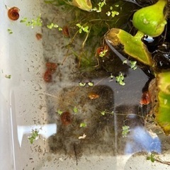 ホテイアオイ、オオカナダモ、レッドラムズホーン　無料　メダカの環境整備に！の画像