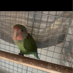 コザクラインコ - その他