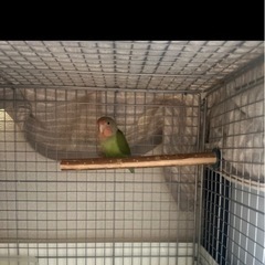 コザクラインコ