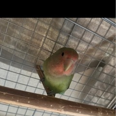 コザクラインコ − 福岡県