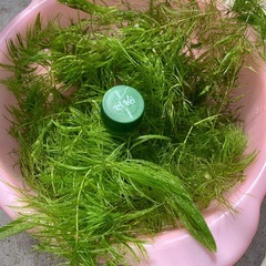 めだかの水草　メダカ