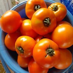 人気の黄大玉トマト　🍅🍊3個