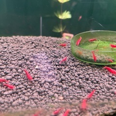 鑑賞エビ飼ってみませんか？レッドチェリーシュリンプの画像
