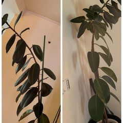 再お値下げ観葉植物　ゴムの木2個