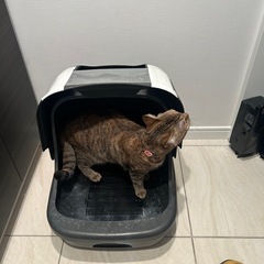 猫用トイレの画像