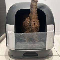 猫用トイレの画像