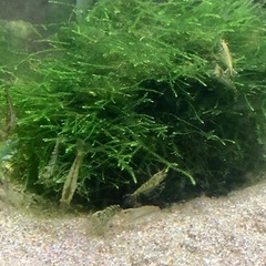小さな働き者！ミナミヌマエビ10匹の画像