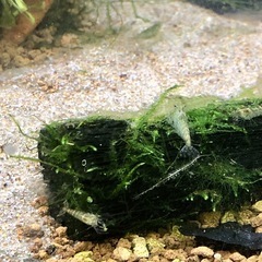 小さな働き者！ミナミヌマエビ10匹の画像