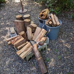 ヒバの庭木を伐採したものです