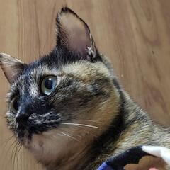 花ちゃん  サビ猫 4歳  表情豊か マイペース