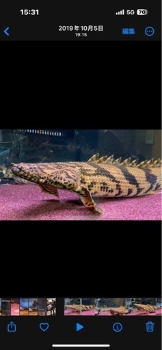 ワイルドエンドリケリーギニア産ペアー