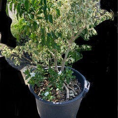 ベンジャミン　観葉植物
