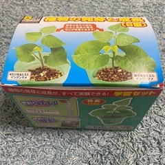 【未使用】植物の発芽と成長　キット