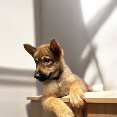 3ヶ月🐾オス