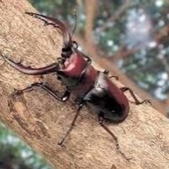 伊豆市天然採集ノコギリクワガタオス水牛型