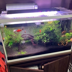水槽一式+生体＋水槽台＋備品
