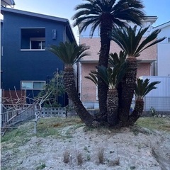 ソテツ 4.5m