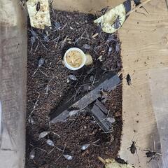 鈴虫1ペア300～良く鳴いてます！