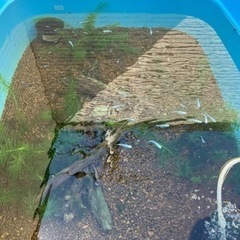 メダカ　幹之の画像