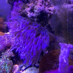 サンゴ、ウミアザミとパクパクウミアザミ