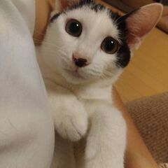 元気いっぱいの仔猫兄妹 - 猫