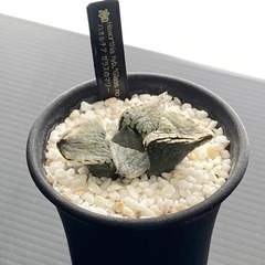 ハオルチア