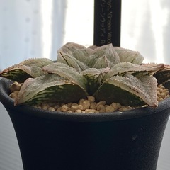 ハオルチア