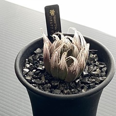 ハオルチア