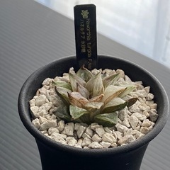 ハオルチア
