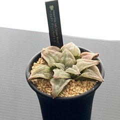 ハオルチア