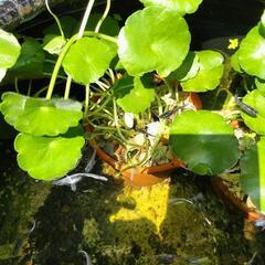【水草】ウォーターコイン٩(๑´0`๑)۶ビオトープにいかが？